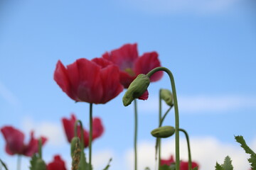 Naklejka premium Mohn