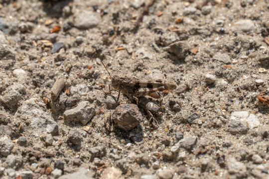 Brown meadow grasshopper sitting on rocky ground. Insect schistocerca nitens resting on outdoors. Katydid tettigonioidea. One animal close-up.