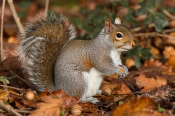 Obraz premium An image of squirrels frolicking and gathering acorns in a park, their agile movements and energetic interactions adding a touch of charm to the urban landscap