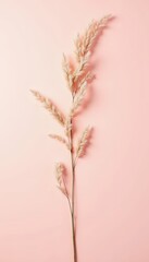 Obraz premium Elegant pampas grass against a soft pink background, perfect for home decor, event planning, or botanical themes.
