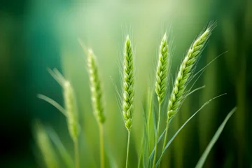 Crédence de cuisine en verre imprimé green wheat field background