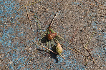 Fallen leaves and flowers on the sidewalk in a city park.