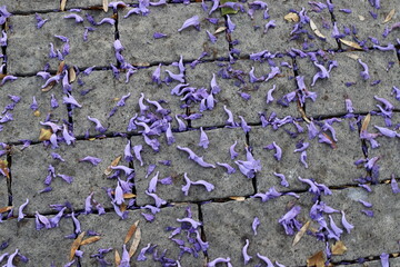 Fallen leaves and flowers on the sidewalk in a city park.