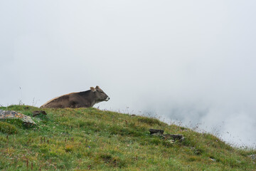 cow rests on an alpine meadow among the clouds