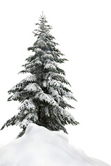 Fir tree covered snow on a white background. Christmas trees in snow