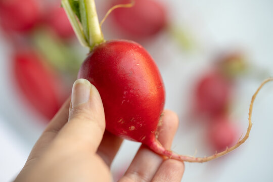 Mano sosteniendo r&aacute;bano rojo con ra&iacute;z y fondo desenfocado