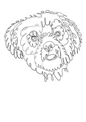 Illustration of Shitzu dog