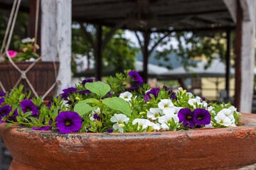 Beautiful blooming colorful flowers on the street