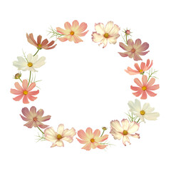Beautiful floral background. Cosmos. Mexican aster. Wreath of flowers. Multicolored flowers and leaves. Pink.