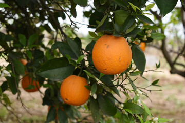ripe oranges on tree, close-up of a beautiful orange tree with orange, fruit hanging on a tree, Close-up of ripe oranges hanging on a tree in an orange plantation garden, Chakwal, Punjab, Pakistan
