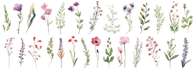 Watercolor wildflowers set. Hand painted illustration isolated on white background