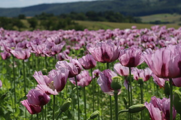Fototapeta premium Klatschmohn