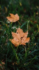 Autumn Maple Leaf on Grass
