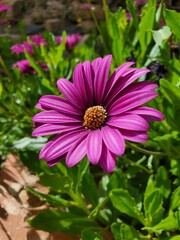 A solitary purple daisy stands out against a backdrop of lush green leaves. The flower's velvety petals and bright yellow center create a striking contrast. This high-resolution image is perfect.