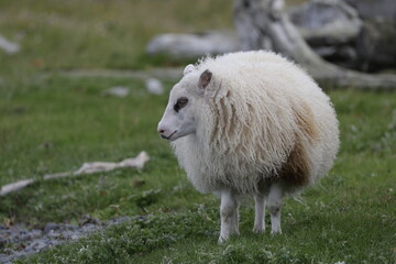 Naklejka premium Sheep of Iceland