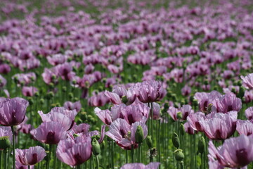 Fototapeta premium Mohnblumenfeld