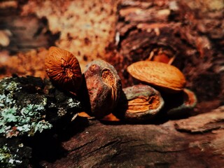 Almond in Dry Husk. Ripe almonds nuts in a Shell