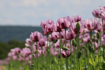 Feuerblume