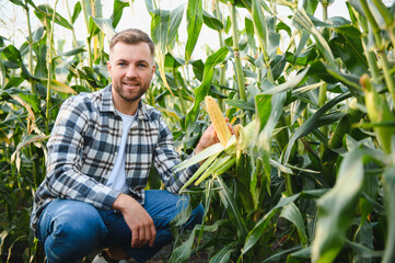 A young agronomist inspects the quality of the corn crop on agricultural land. Farmer in a corn...