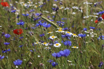 Mohn, Getreide, Kamille, Kornblume