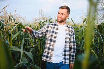A man inspects a corn field and looks for pests. Successful farmer and agro business