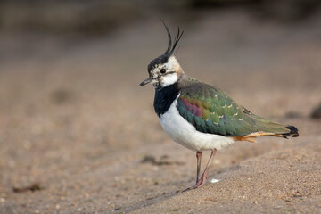 Vanellus vanellus