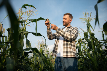 Yong handsome agronomist in the corn field and examining crops before harvesting. Agribusiness concept. agricultural engineer standing in a corn field