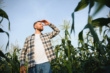 A young agronomist inspects the quality of the corn crop on agricultural land. Farmer in a corn...