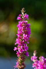 Closeup of the erect purple flower of Purple loosestrife