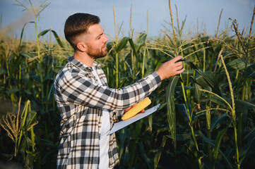 A man inspects a corn field and looks for pests. Successful farmer and agro business