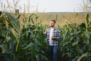 Yong handsome agronomist in the corn field and examining crops before harvesting