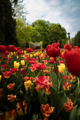 Tulips in the park. Field of tulips. Tulips in the garden