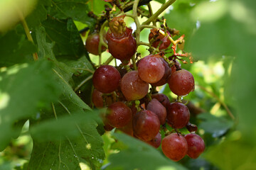 Close up of red grapes hanging on Vine, Hanging grapes. grape farm, Red Grape farming, Tasty red grape bunches hanging on branch. Grapes With Selective Focus on the subject, Chakwal, Punjab, Pakistan
