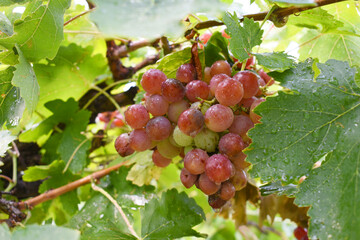 Close up of red grapes hanging on Vine, Hanging grapes. grape farm, Red Grape farming, Tasty red...