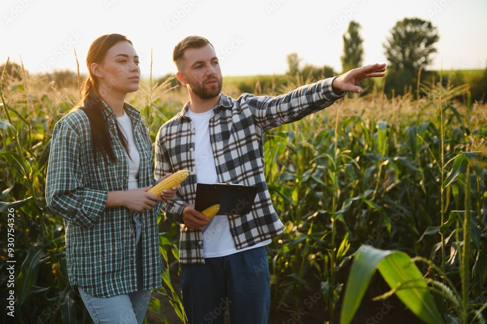 Wall mural irrigation corn. two farmers work in field with corn. agriculture irrigation concept. farmers a man and woman work