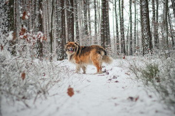 Big fluffy dog standing in the snowy forest 