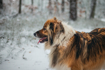 Big fluffy dog in the snowy forest portrait closeup