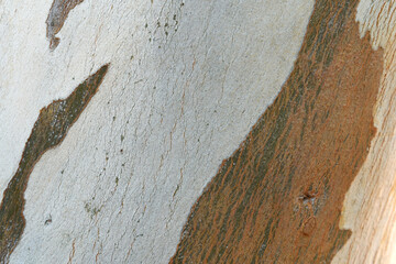 Eucalyptus tree bark texture, Bark of eucalyptus tree, seamless texture, a eucalyptus tree bark...