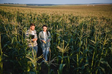 Family agricultural occupation. Man and woman are cultivating corn. They are satisfied with good progress of plants