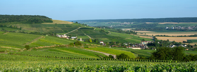 vineyards in the champagne region between reims and epernay in france