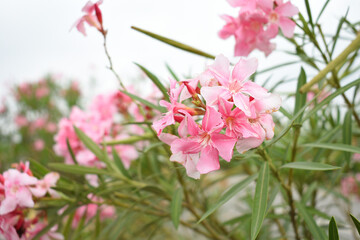 Nerium oleander in bloom, Pink siplicity bunch of flowers and green leaves on branches, Nerium...