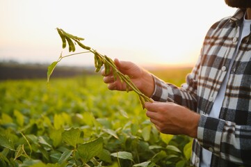 A farmer inspects a green soybean field. The concept of the harvest