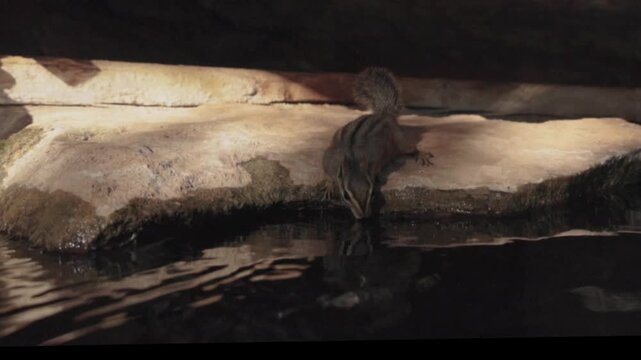 Slow motion 4k video of a chipmunk as it reaches down from a sandstone slab to drink from a pool of water that ripples in the afternoon sun, in the mountains of Southern Utah, USA.