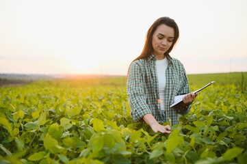 A young female farmer in a soybean field at sunset