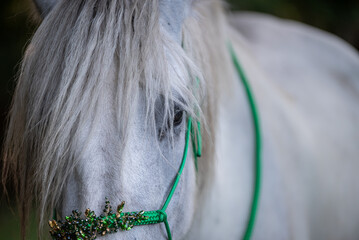 Un cheval blanc dans son enclos 