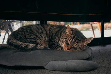 Big fat fluffy cat sleeping on his pillow under the table in the restaurant