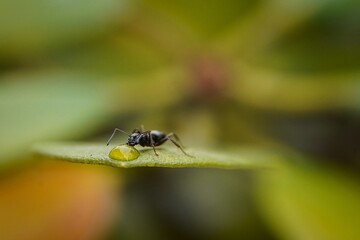 close up photo of a black ant and a drop of water on a cabbage leaf