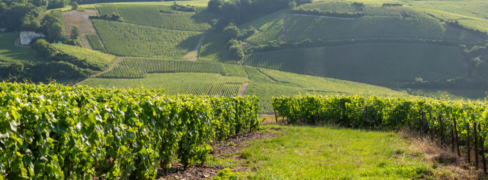 vineyards in the champagne region between reims and epernay in france