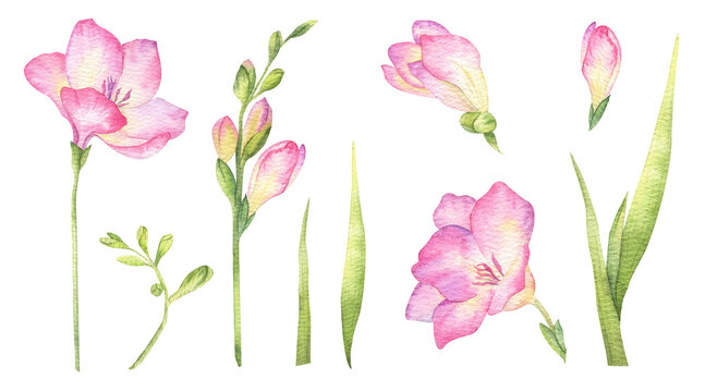 Set floral elements of freesia flowers. Clipart of Leaves, stems, pink flowers. Isolated hand drawn watercolor illustration. Floral collection botanical elements for wedding design, textile, scrapbook