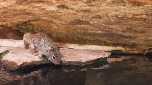 A Ground Squirrel stands at the edge of a slab of sandstone and leans down to drink the cool water below while a chipmunk in the background drinks from the other side.